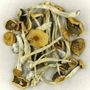 Psilocybe-Cubensis-Mexicana