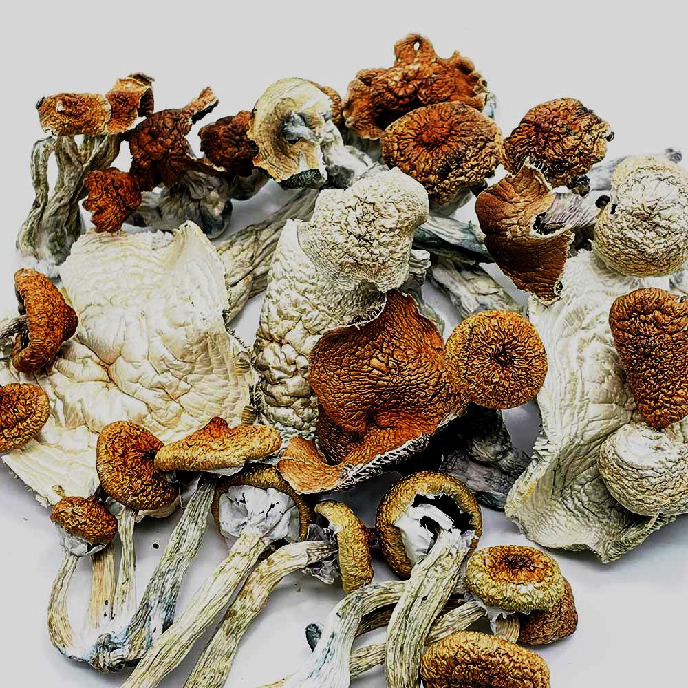 Dried Mushrooms