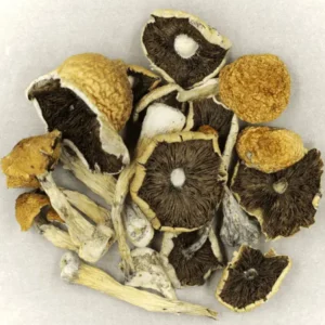 buy-penis-envy-cubensis-online