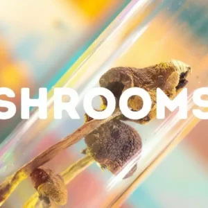 Shrooms