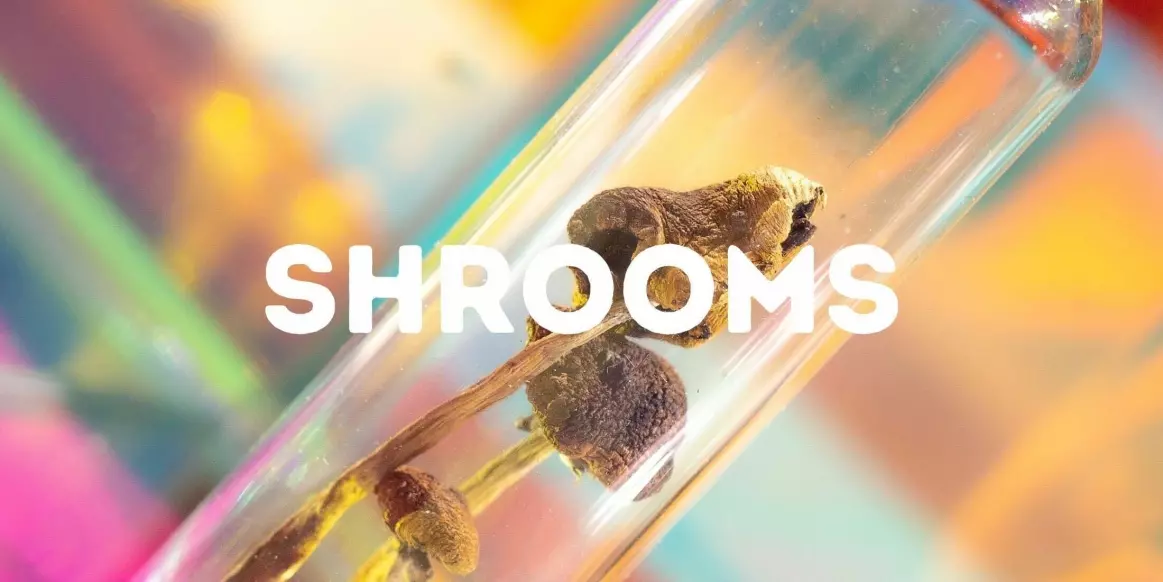  Shrooms 